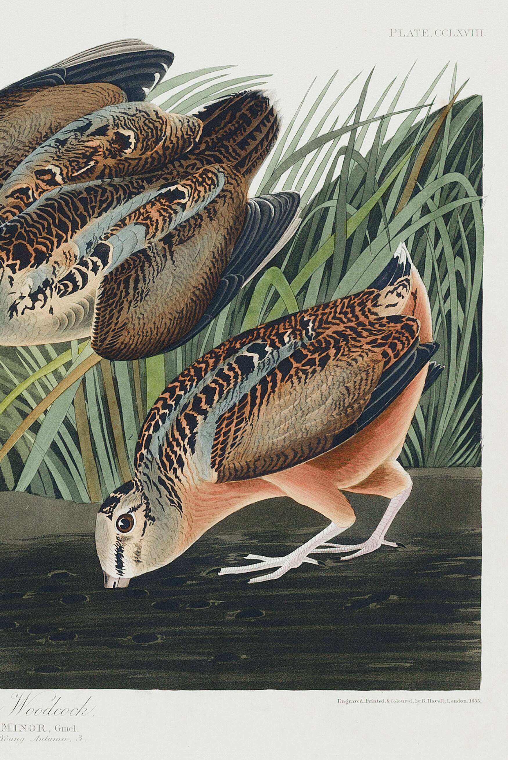 Affiche sur la Bécasse d’Amérique, d’après une gravure ancienne de 1827.