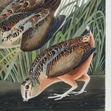 Affiche sur la Bécasse d’Amérique, d’après une gravure ancienne de 1827.