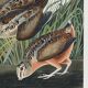 Poster about the American Woodcock, based on an old engraving from 1827.