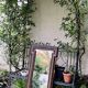 Corner mirror - wood and gilded brass - Napoleon style