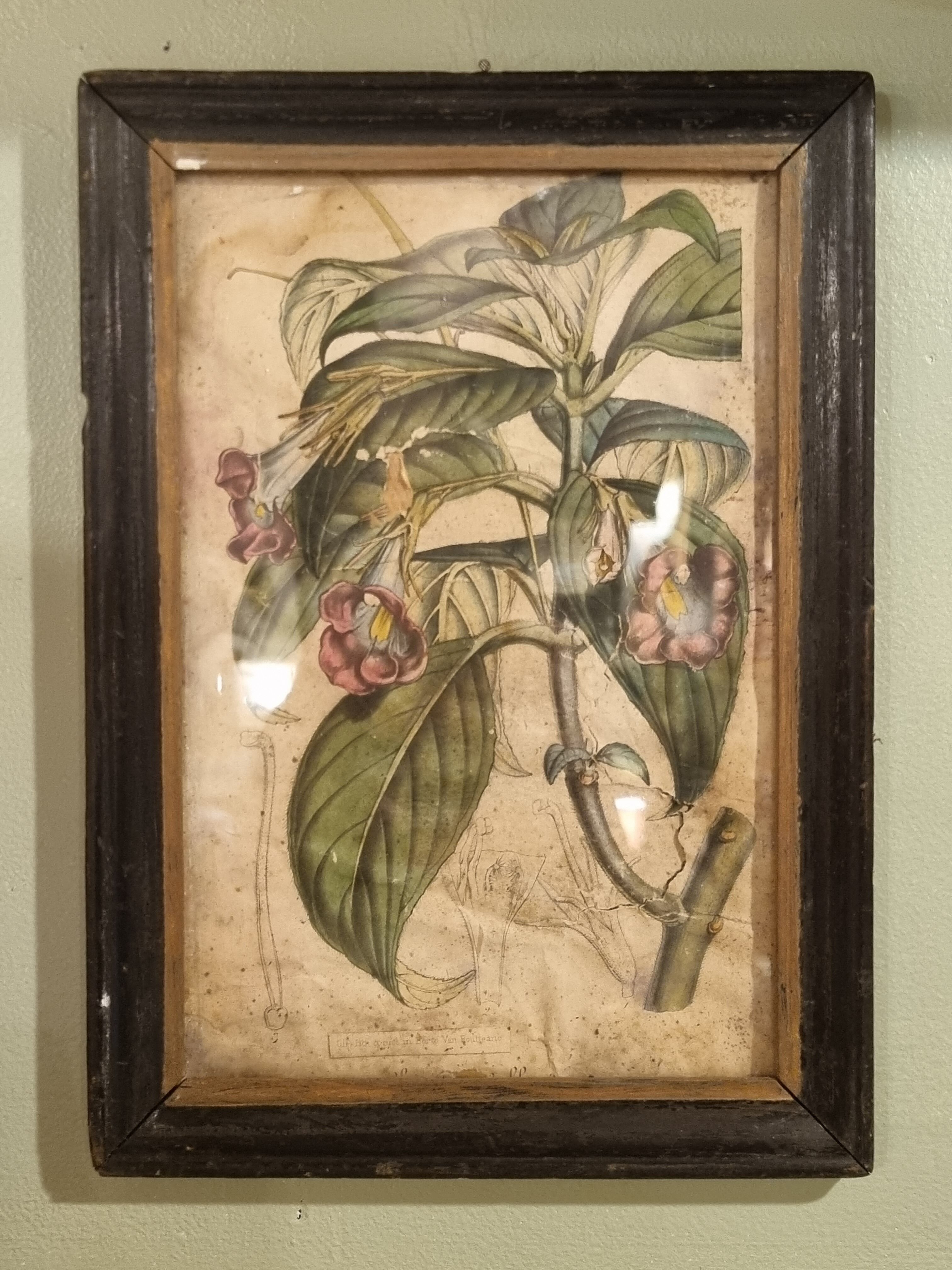 Floral engraving late 18th