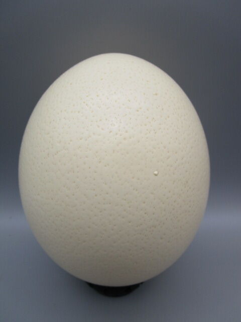 Ostrich egg on pedestal