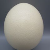 Ostrich egg on pedestal