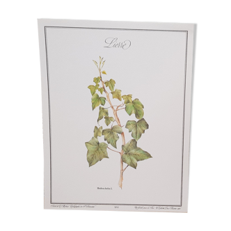 Botanical plate Ivy