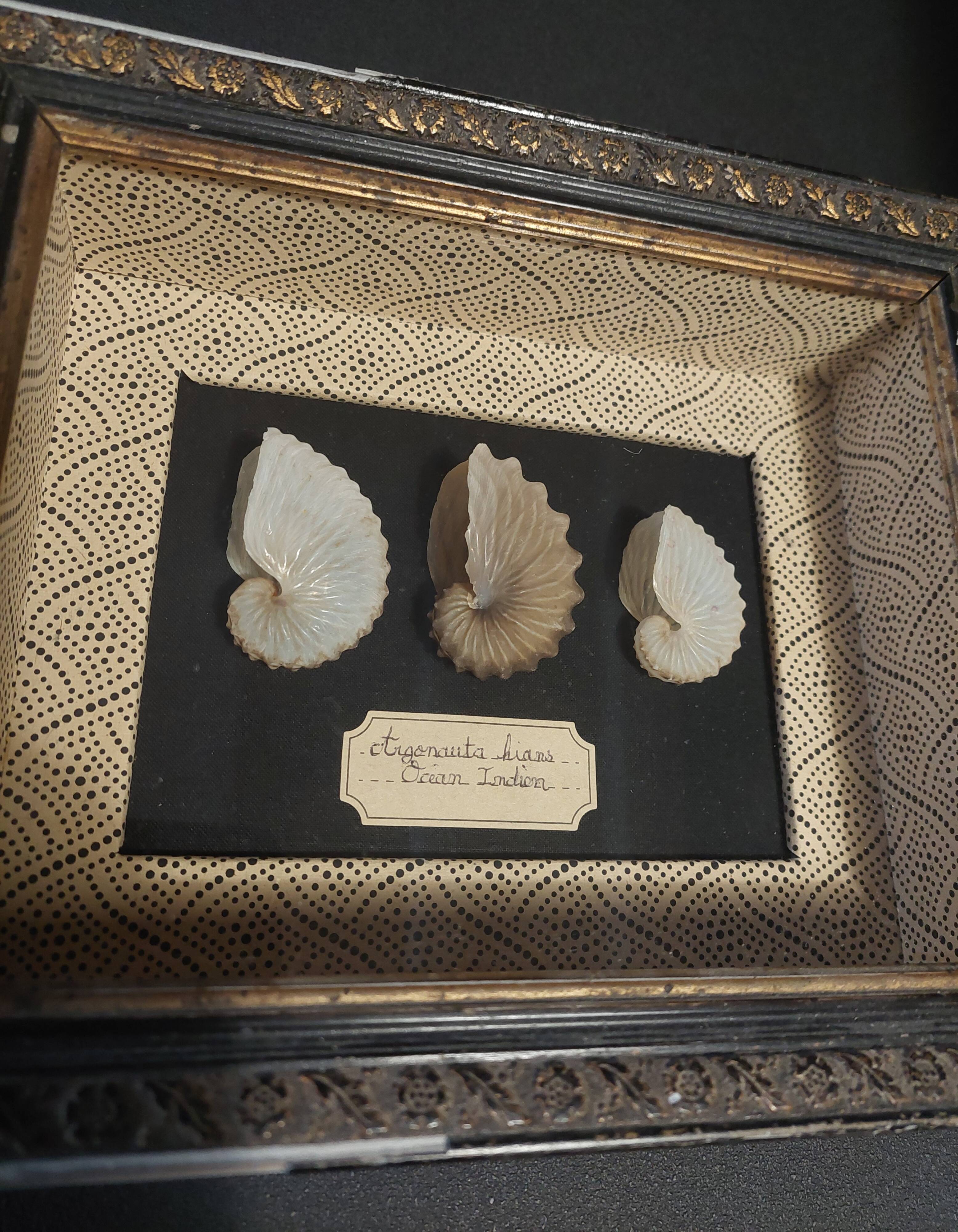 Frame with argonaut shells argonauta hians