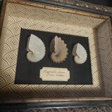 Frame with argonaut shells argonauta hians