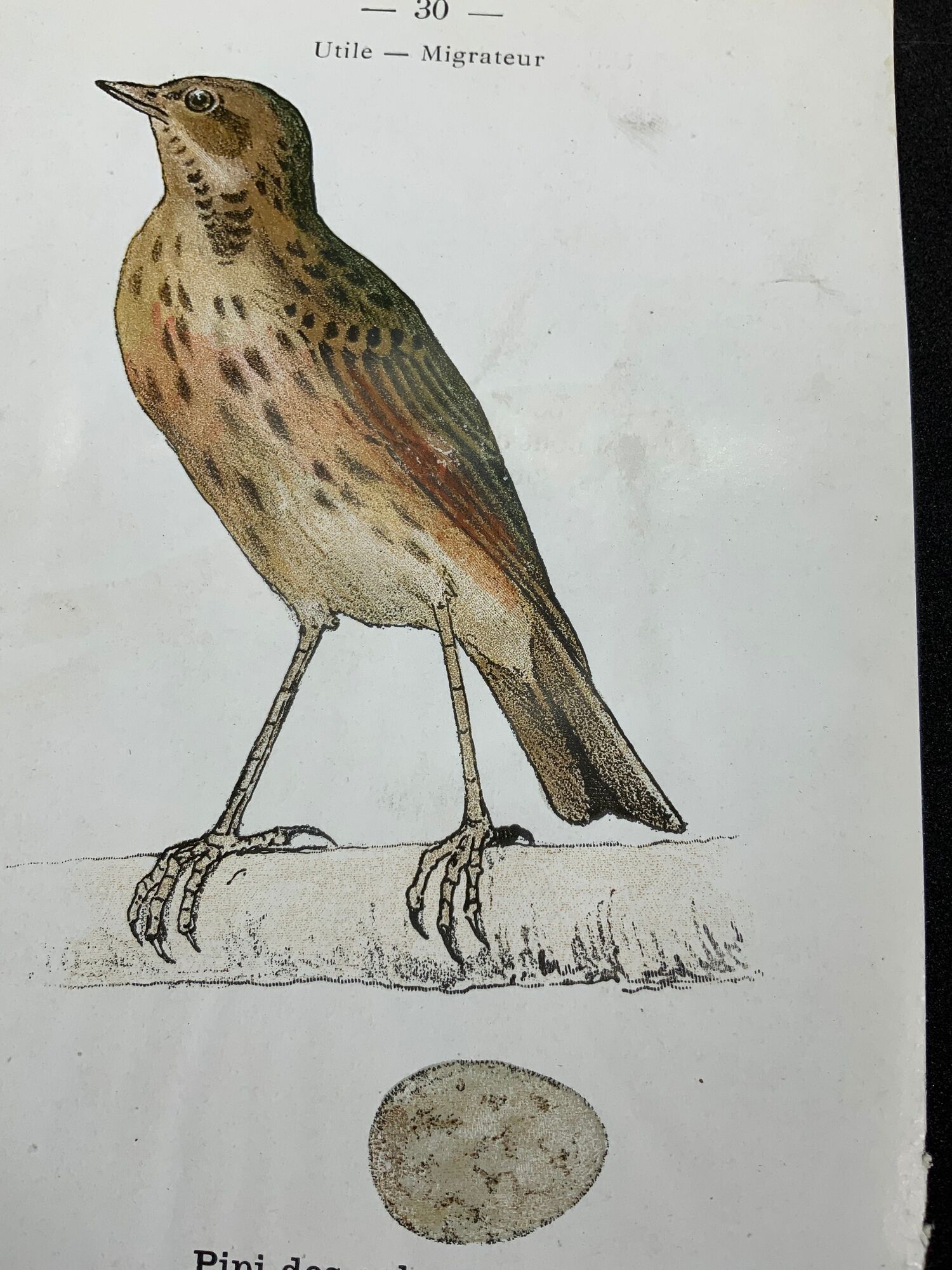 Planche naturaliste ancienne oiseaux gravure double face ouvrage 1908 G. Denise