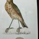 Planche naturaliste ancienne oiseaux gravure double face ouvrage 1908 G. Denise