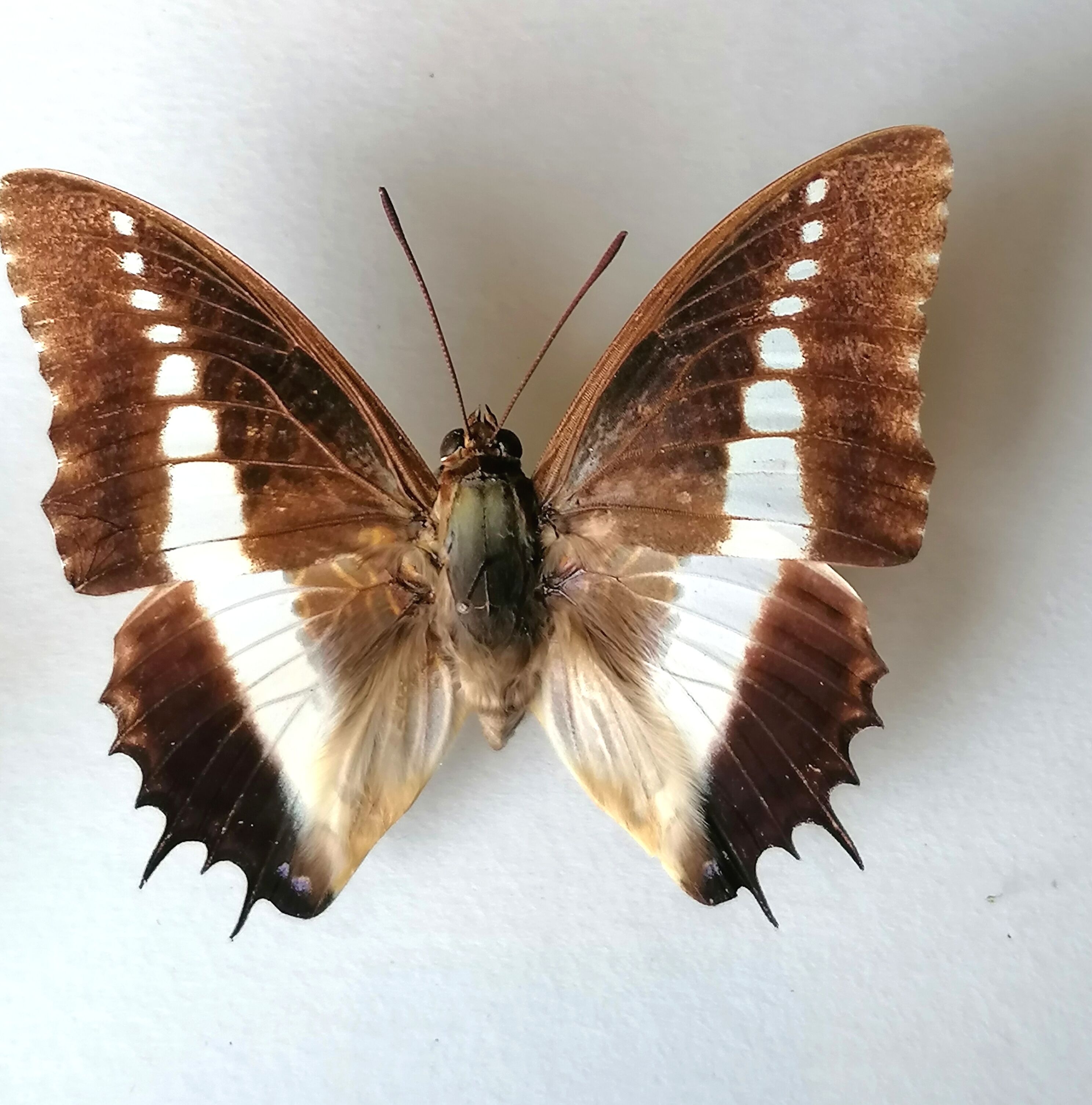 Cadre papillons taxidermie Kenya