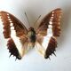 Cadre papillons taxidermie Kenya