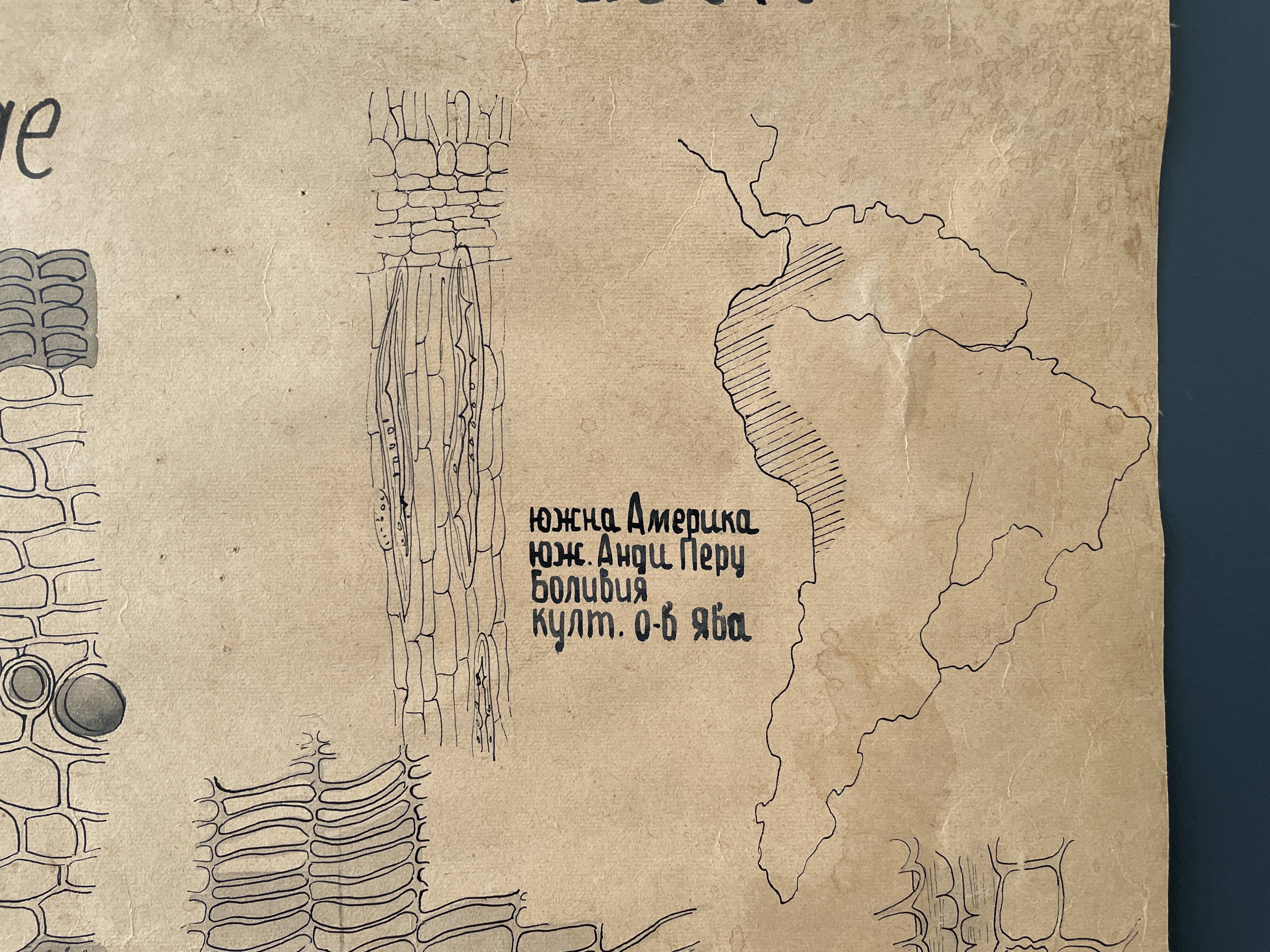 Affiche botanique 1970