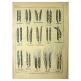 Botanical plate 1921 M. Dessertenne - Wheat 1 - Vintage cereal engraving