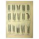 Botanical plate 1921 M. Dessertenne - Wheat 1 - Vintage cereal engraving