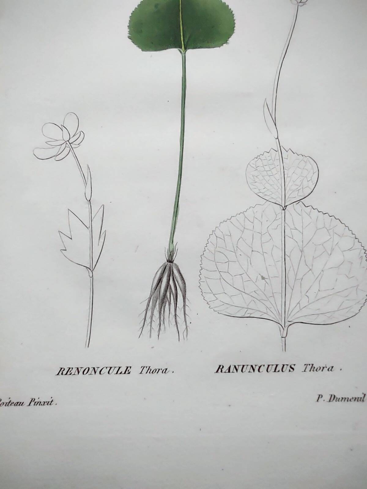 Gravure botanique ancienne de 1829 - Renoncule Thora- Par Pierre-Antoine Poiteau peinte à la main