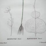 Antique botanical engraving from 1829 - Ranunculus Thora - Hand painted by Pierre-Antoine Poiteau