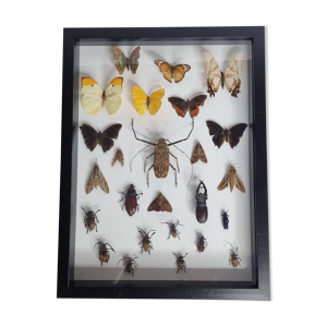 Tableau d'insectes naturalisés,