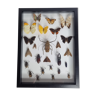 Painting of naturalized insects, collection of ancient entomologist