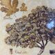 Botanical painting, fig tree of the south, XXI century