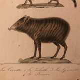 Lithograph late 19th watercolor mammals.