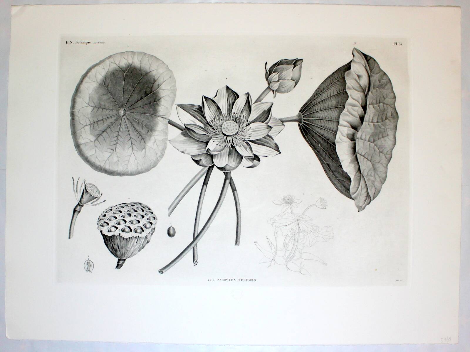 Gravure Fleur - Planche original de la "Chalcographie du Louvre" 1800 - Lotus