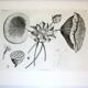 Gravure Fleur - Planche original de la "Chalcographie du Louvre" 1800 - Lotus