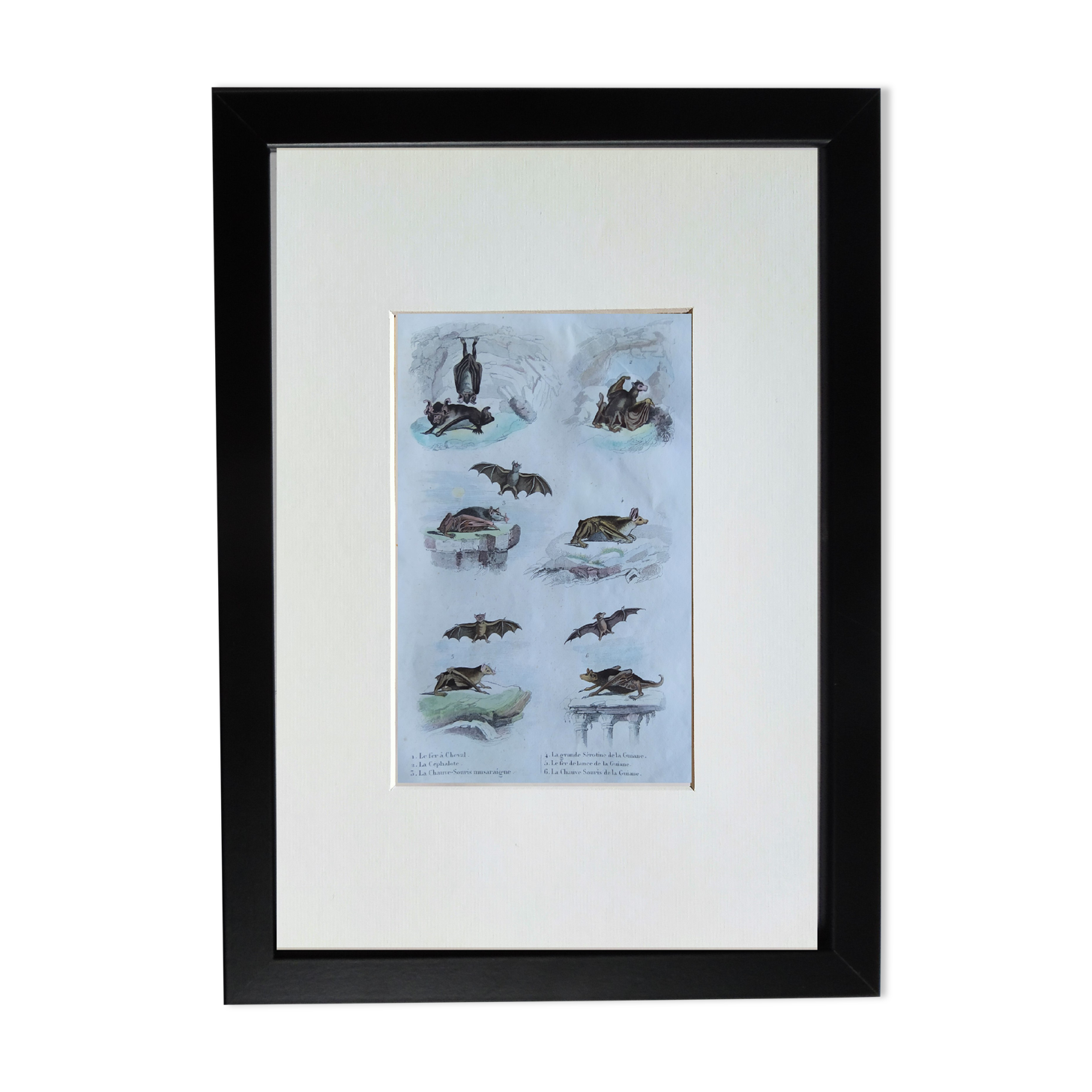 Original ornithological plate "horseshoe, cephaloth,... - Buffon 1838