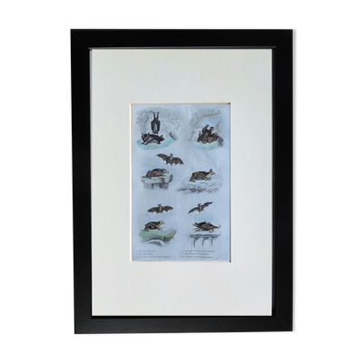 Planche ornithologique originale '' fer à cheval, céphalote,... - buffon 1838