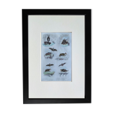Planche ornithologique originale " fer à cheval, céphalote,... - buffon 1838