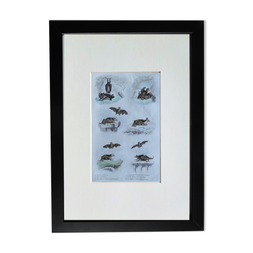 Original ornithological plate "horseshoe, cephaloth,... - Buffon 1838