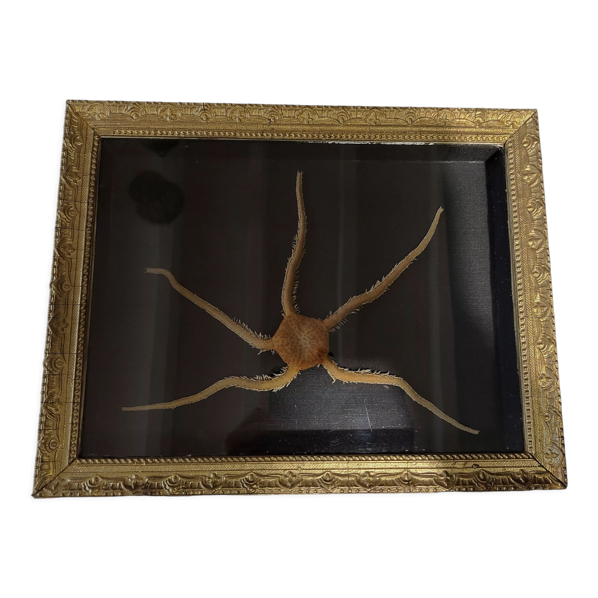 Natural History cabinet of curiosities frame with ophiiure ophiacantha vivipara