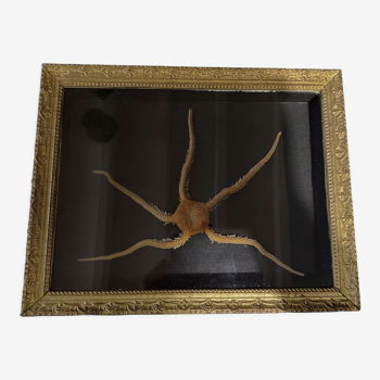 Natural History cabinet of curiosities frame with ophiiure ophiacantha vivipara