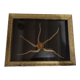 Natural History cabinet of curiosities frame with ophiiure ophiacantha vivipara