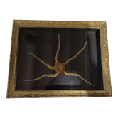 Natural History cabinet of curiosities frame with ophiiure ophiacantha vivipara