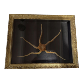 Natural History cabinet of curiosities frame with ophiiure ophiacantha vivipara