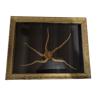 Natural History cabinet of curiosities frame with ophiiure ophiacantha vivipara