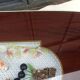 Coffee table of the 50s compass showcase bird and cherry
