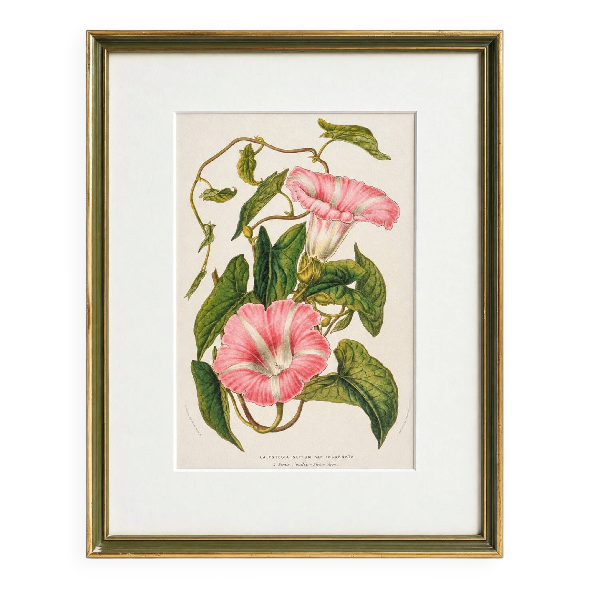 Lithographie botanique du 19ème siècle de la liseron rose, vers 1853