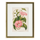 Lithographie botanique du 19ème siècle de la liseron rose, vers 1853