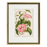 Lithographie botanique du 19ème siècle de la liseron rose, vers 1853
