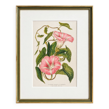 Lithographie botanique du 19ème siècle de la liseron rose, vers 1853
