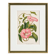 Lithographie botanique du 19ème siècle de la liseron rose, vers 1853