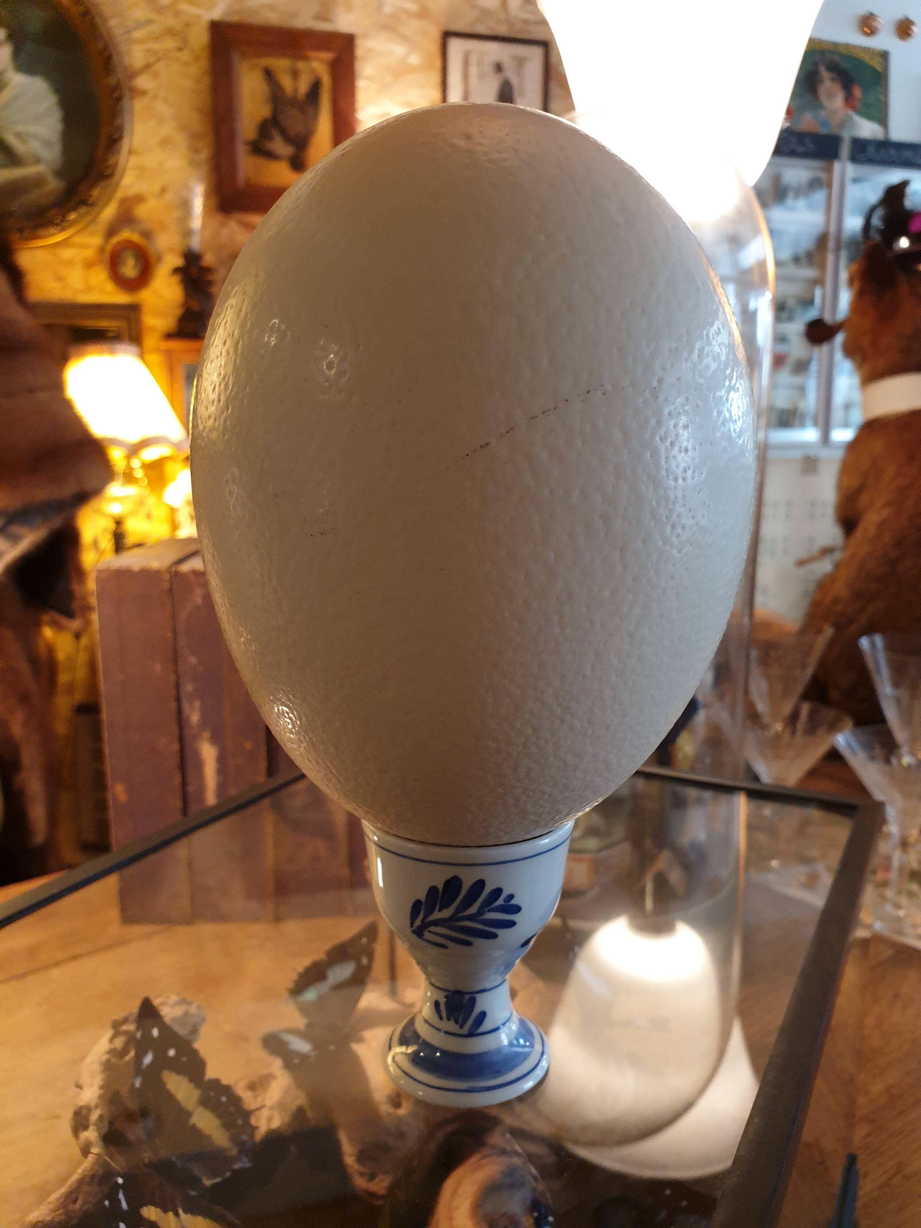 Oeuf autruche