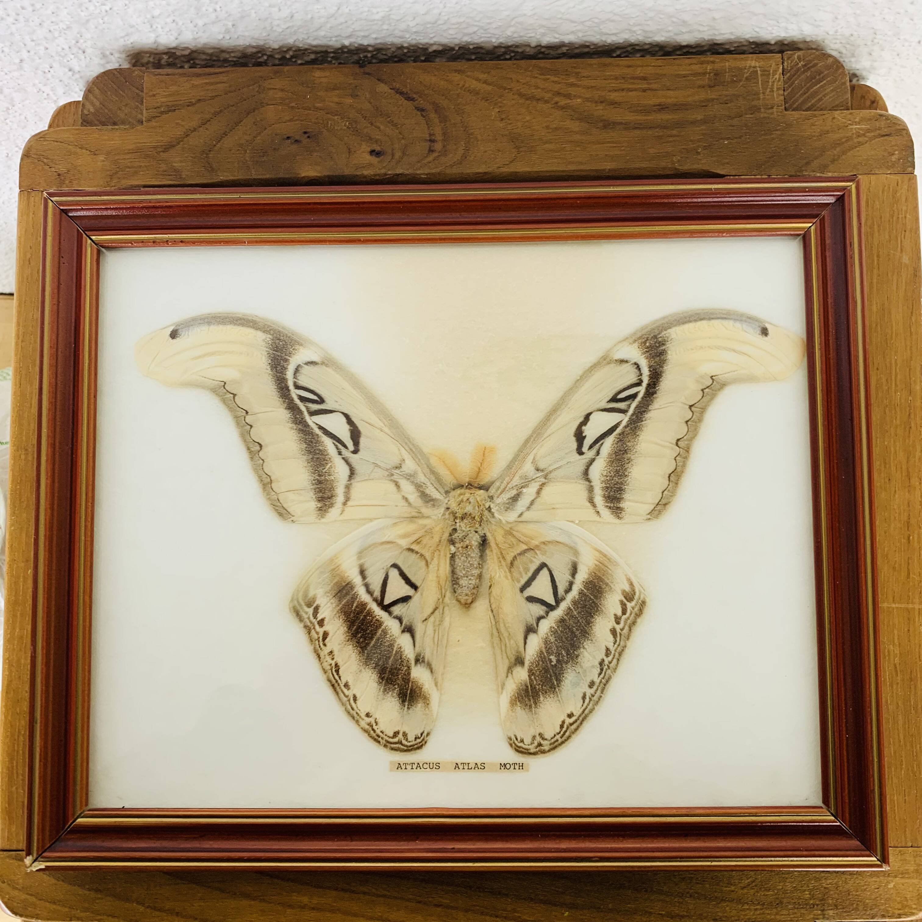 Naturalized Attacus Atlas butterfly frame