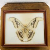 Naturalized Attacus Atlas butterfly frame