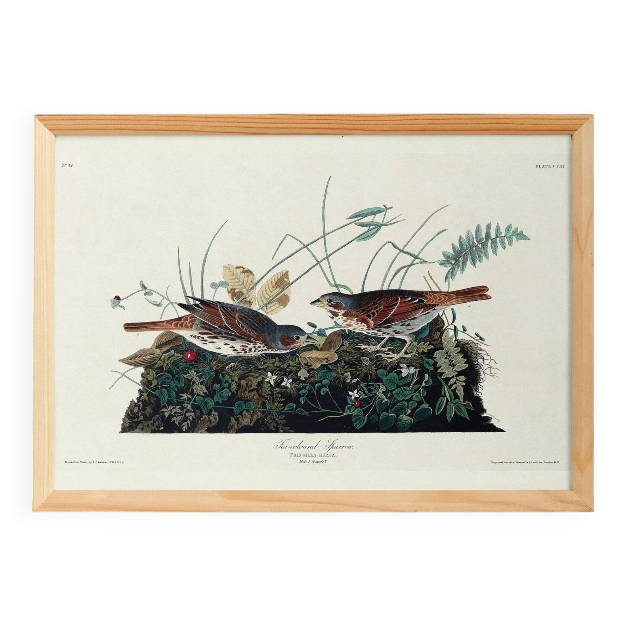 Poster about the Tawny Bunting, based on an old engraving from 1827.