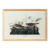 Poster about the Tawny Bunting, based on an old engraving from 1827.