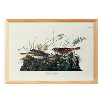 Poster about the Tawny Bunting, based on an old engraving from 1827.