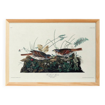 Poster about the Tawny Bunting, based on an old engraving from 1827.
