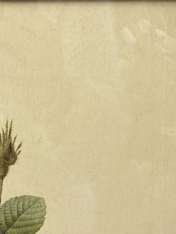 Affiche botanique, Rosier Mousseux encadrée