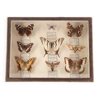 Showcase containing stuffed butterflies, N. Boubée naturalist